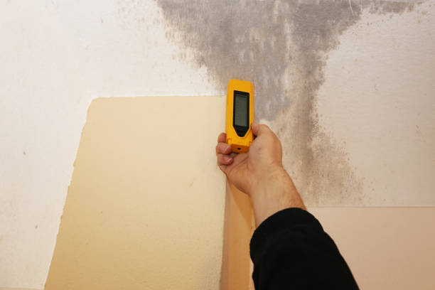 Trusted Wisner, NE Mold Removal Experts