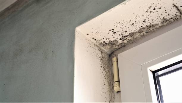 Best Attic Mold Removal  in Wisr, NE