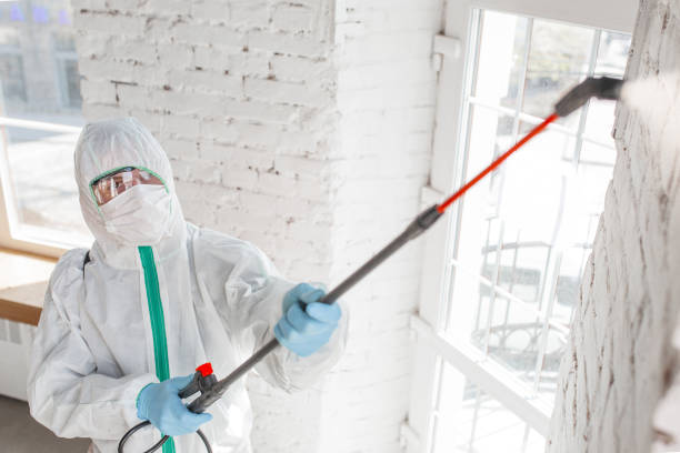 Best Mold Odor Removal Services  in Wisr, NE