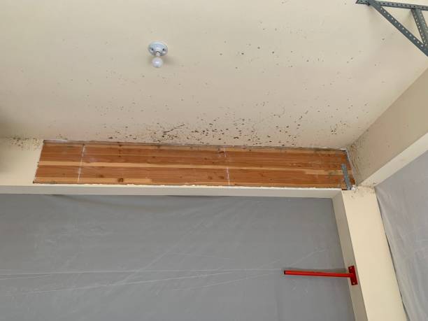Best Dehumidification Services  in Wisr, NE
