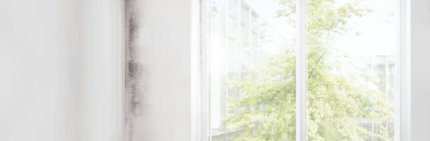 Best Mold-Related Health Consultation  in Wisr, NE