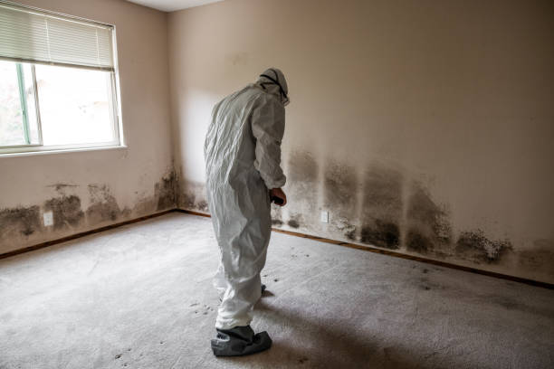 Best Commercial Mold Inspection  in Wisr, NE